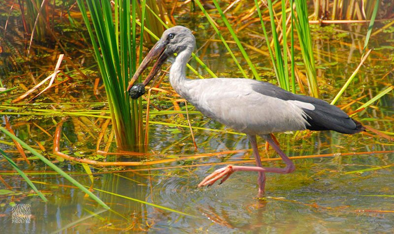 Open-Bill-Stork-at-Pablakhali-Wildlife-Sanctuary-at-Rangamati-(Rangamati) (1)